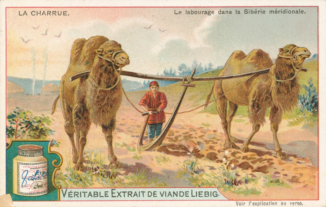 Arado con camellos, Siberia, tarjeta Liebig, principios del siglo XX (cromo) de European School