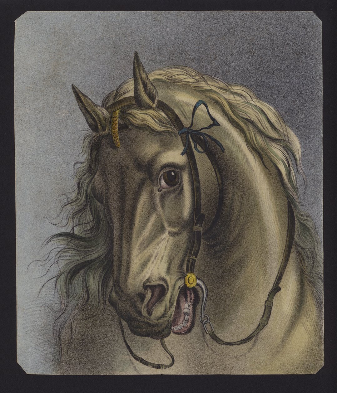 Retrato de un caballo (litografía en color) de European School