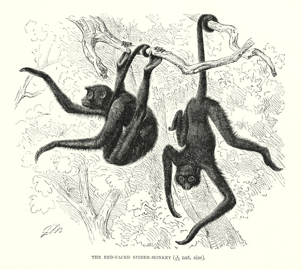 Mono araña de cara roja (grabado) de European School
