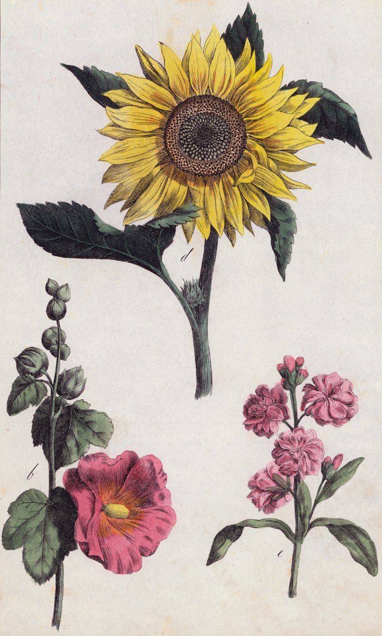 Girasol y malvarrosa (litografía en color) de European School