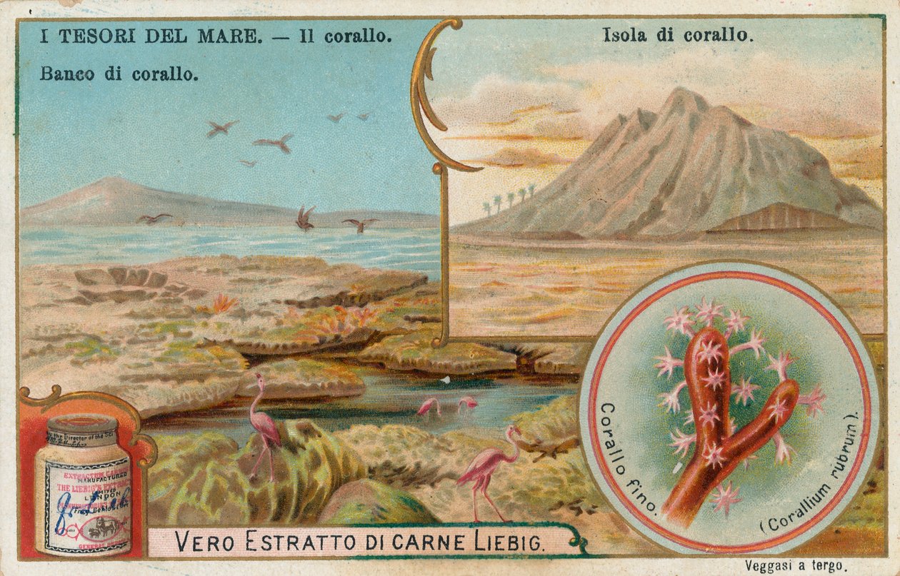 Tesoros del mar, tarjeta Liebig, principios del siglo XX (cromo) de European School