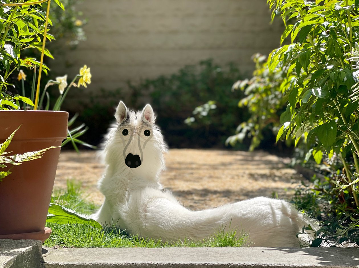 Backwards Dog Brooklyn (arte digital) de Evan Sklar