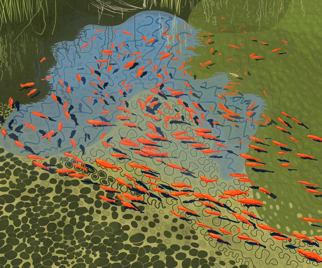 Estanque Coy en el jardín botánico (arte digital) de Evan Sklar