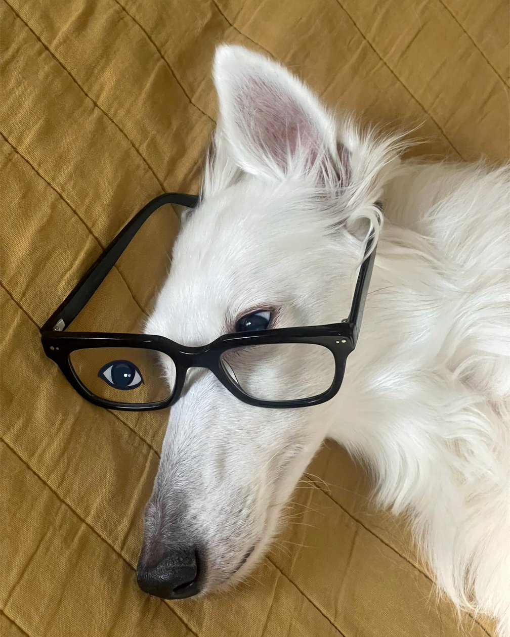 Perro en la cama con gafas (arte digital) de Evan Sklar