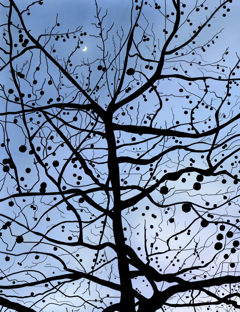 London PlaneTree y Moon, Brooklyn (arte digital) de Evan Sklar