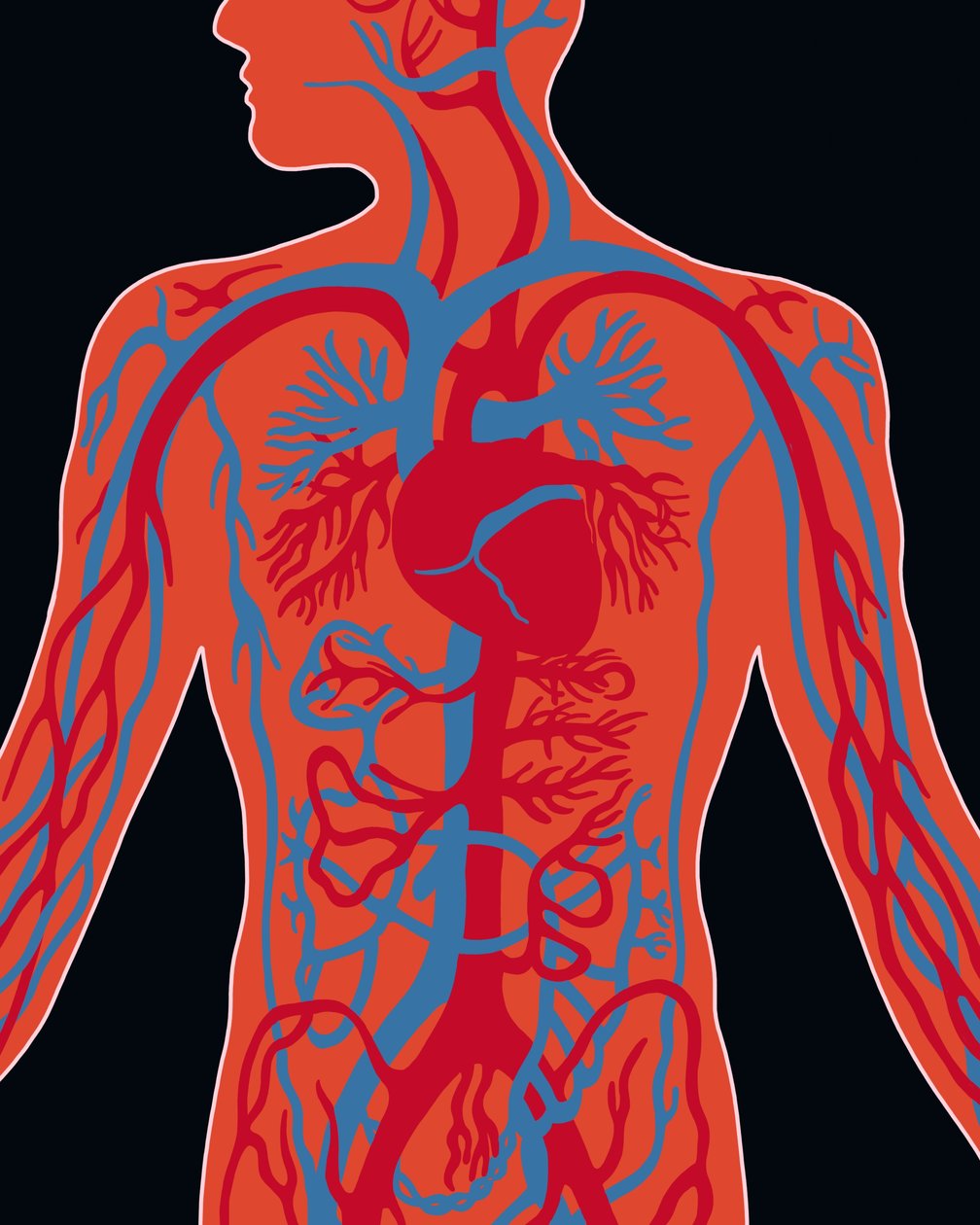 Red del sistema cardiovascular de Evan Sklar