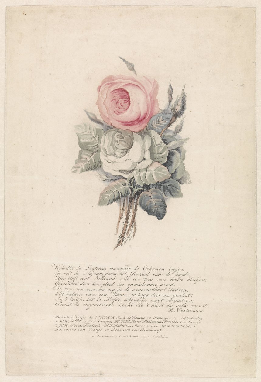 Rosas de Evert Maaskamp