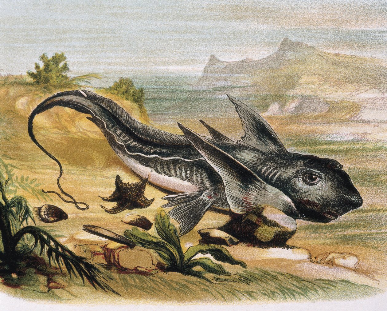 Chimaera (Chimaera arctica) Grabado sobre un dibujo de F.Padro. Grabado de F. (after) Padro