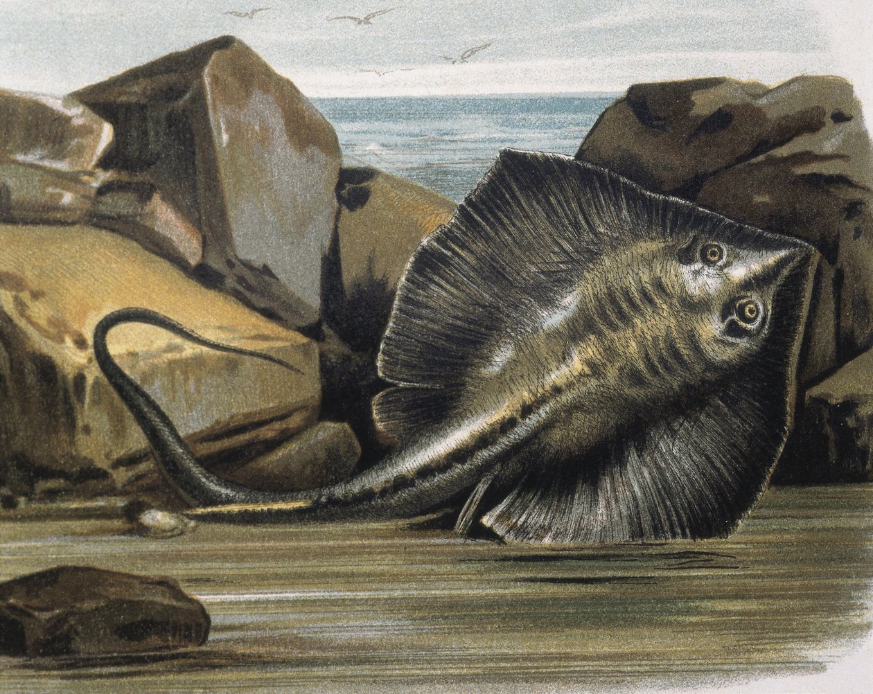 Mantarraya común (Trygon pastinaca). de F. (after) Padro