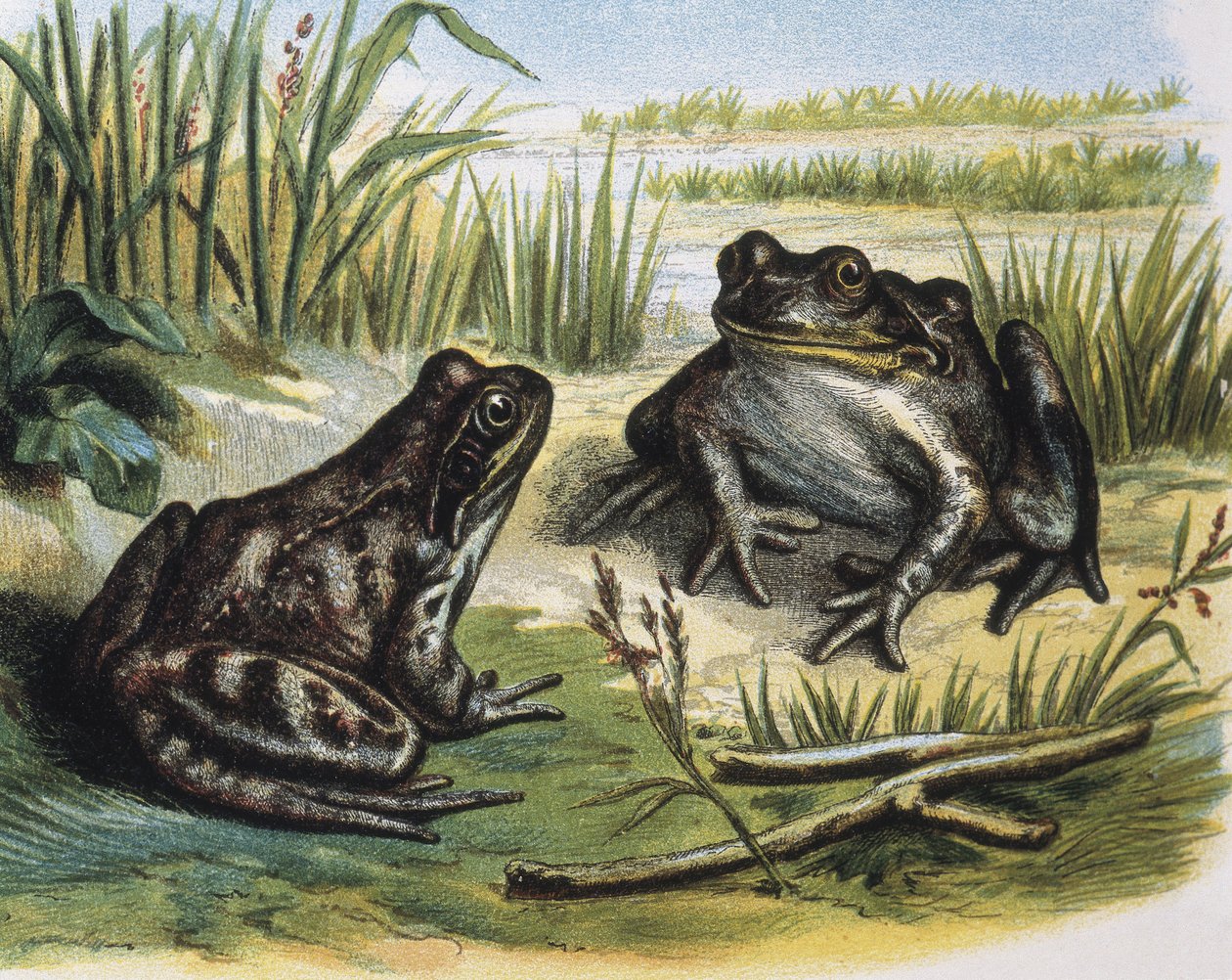 Rana común europea. Anfibios. Grabado sobre dibujo de F.Padro. Grabado de F. (after) Padro