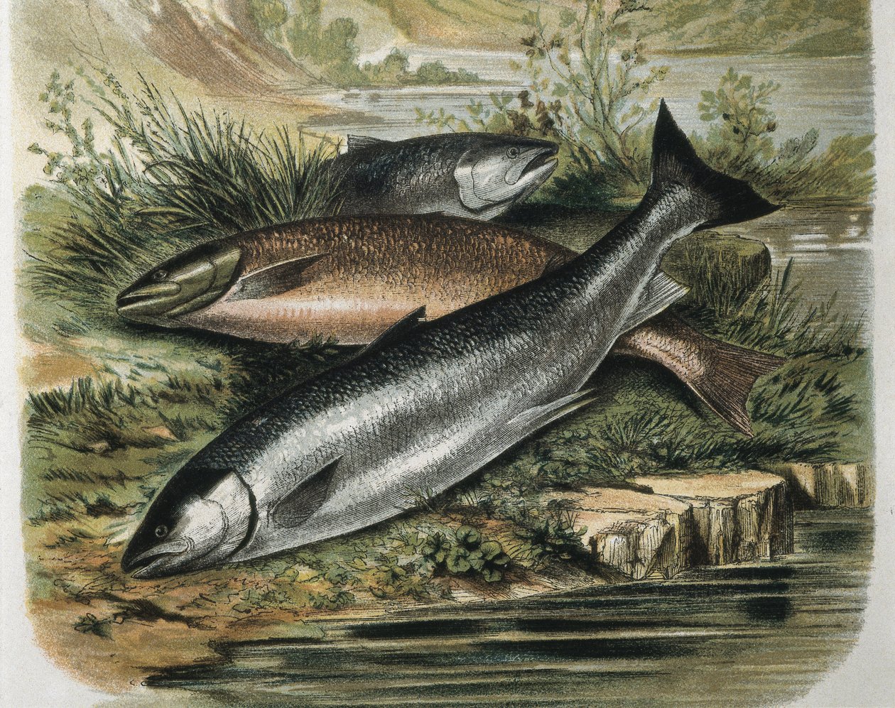 Salmones. Grabado a partir de un dibujo de F.Padro. Grabado de F. (after) Padro