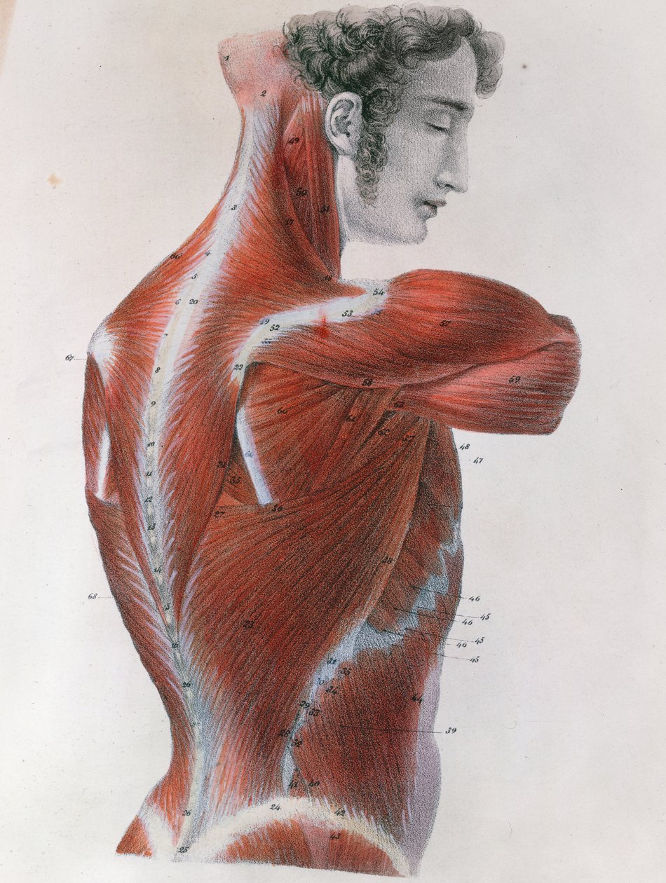 Torso Desollado, de 