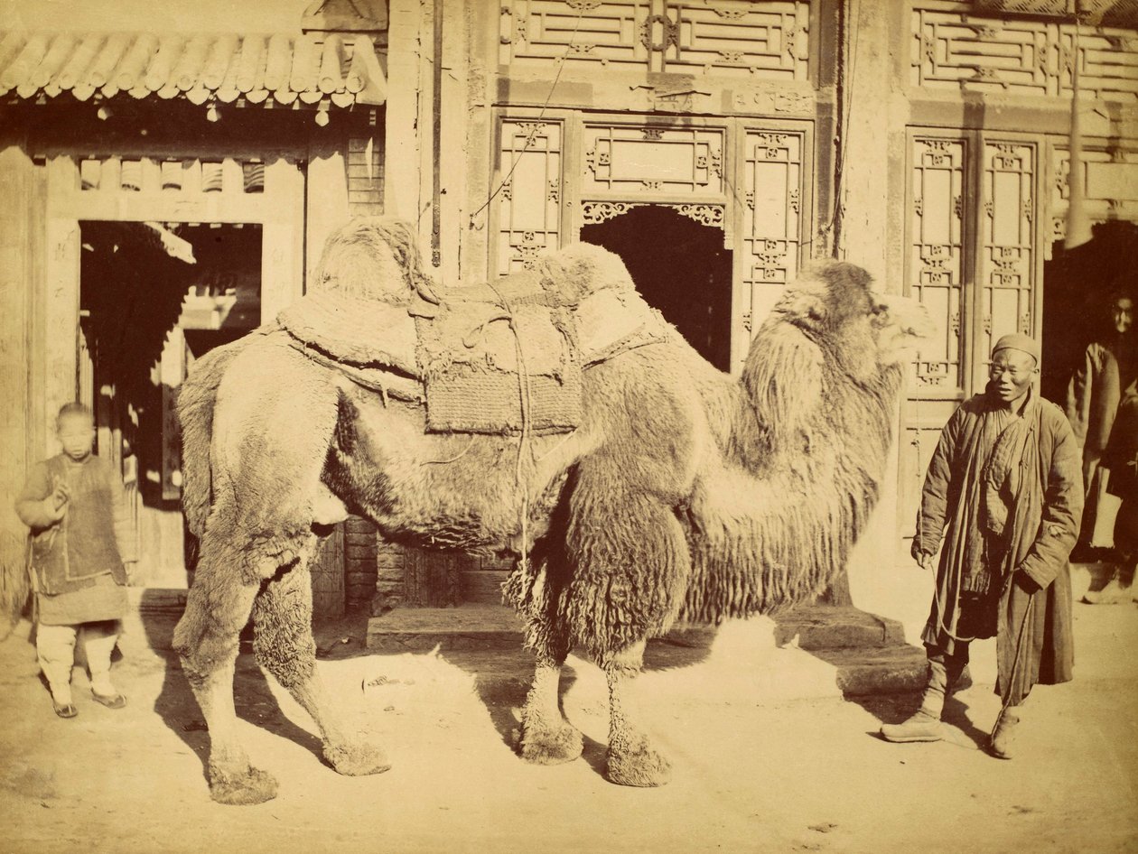 Camello bactriano con manejador, c.1860 de Felice Beato