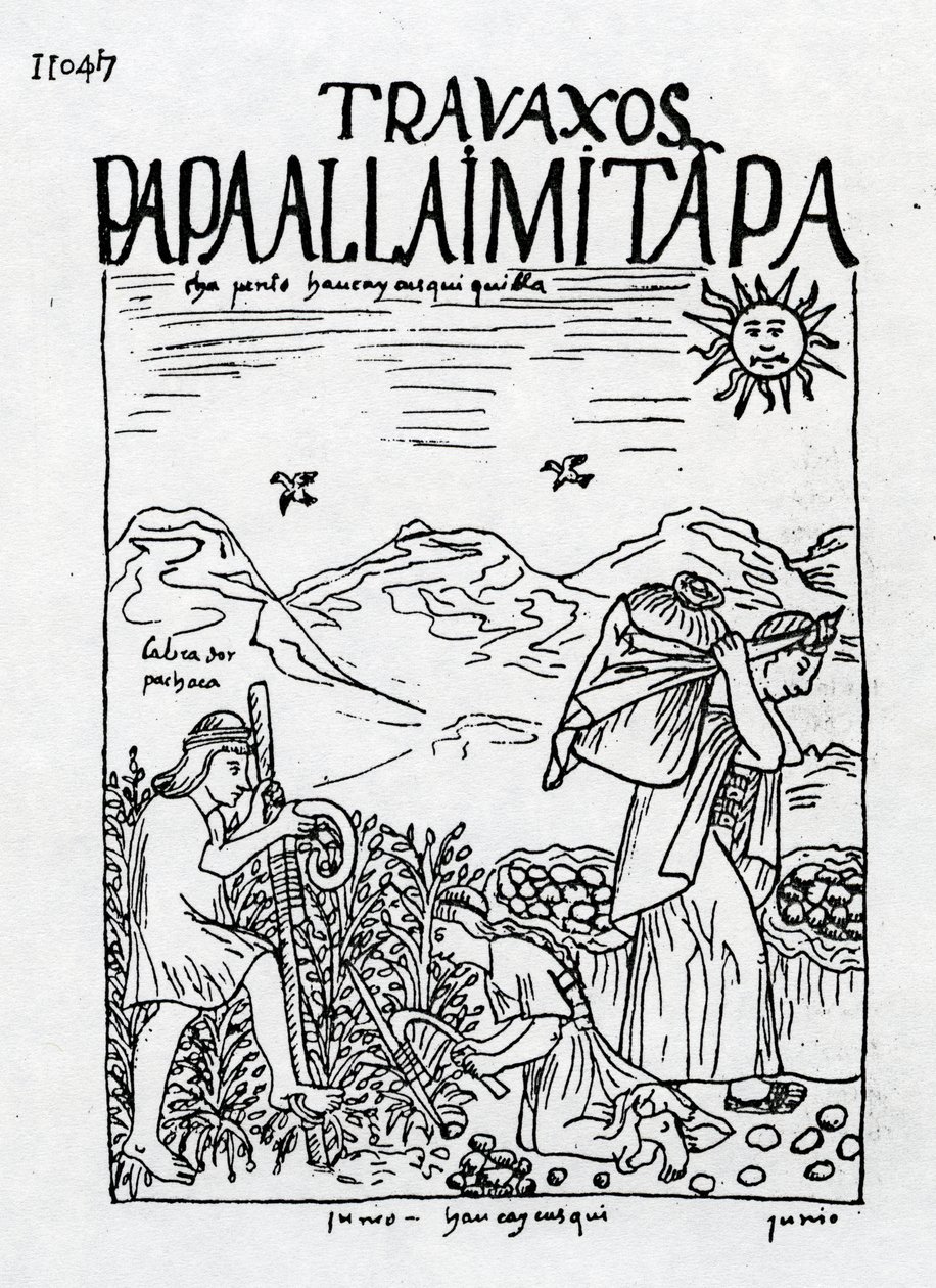 El mes de junio, cosecha de las patatas de Felipe Huaman Poma de Ayala
