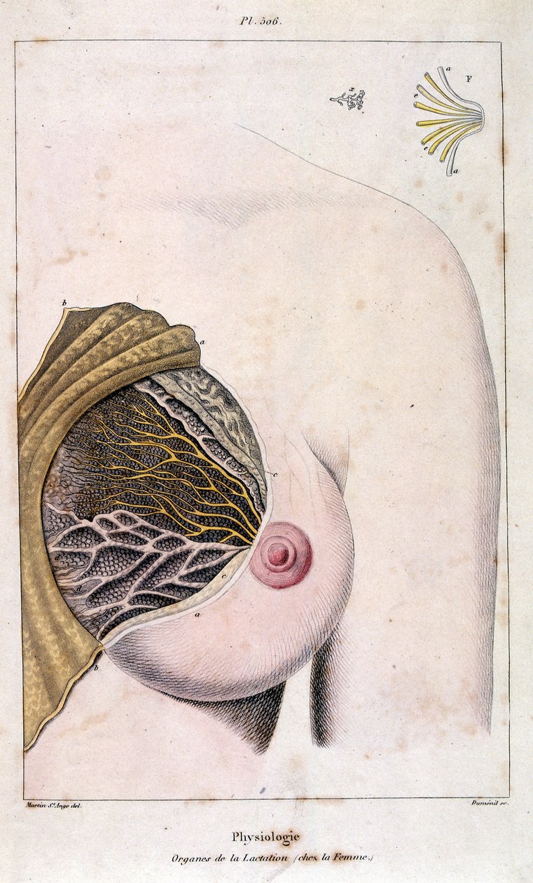 Ilustración anatómica de F. E. Guerin. Del Dictionnaire pittoresque d