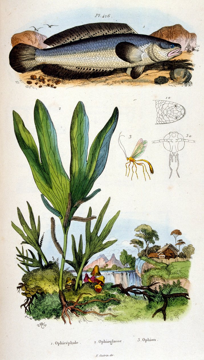 Ilustración botánica y zoológica de F. E. Guerin. Del Dictionnaire pittoresque d