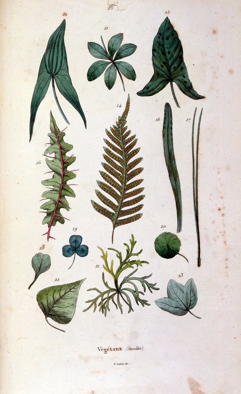 Ilustración botánica y zoológica de F. E. Guerin. Del Dictionnaire pittoresque d