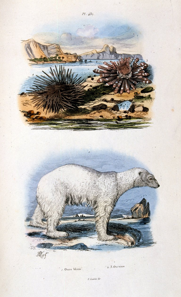 Ilustración botánica y zoológica de F. E. Guerin. Del Dictionnaire pittoresque d