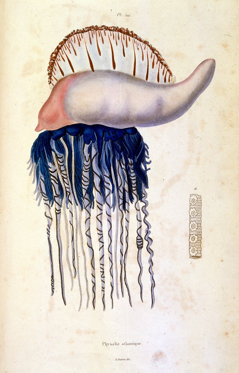 Ilustración botánica y zoológica de F. E. Guerin. Del Dictionnaire pittoresque d