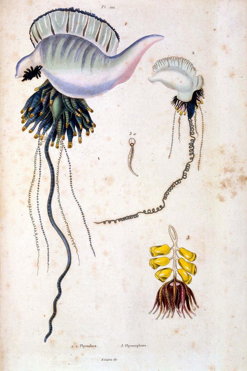 Ilustración botánica y zoológica de F. E. Guerin. Del Dictionnaire pittoresque d