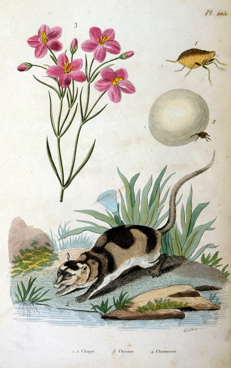 Zarigüeya de agua (Chironectes minimus) de Felix-Edouard Guerin