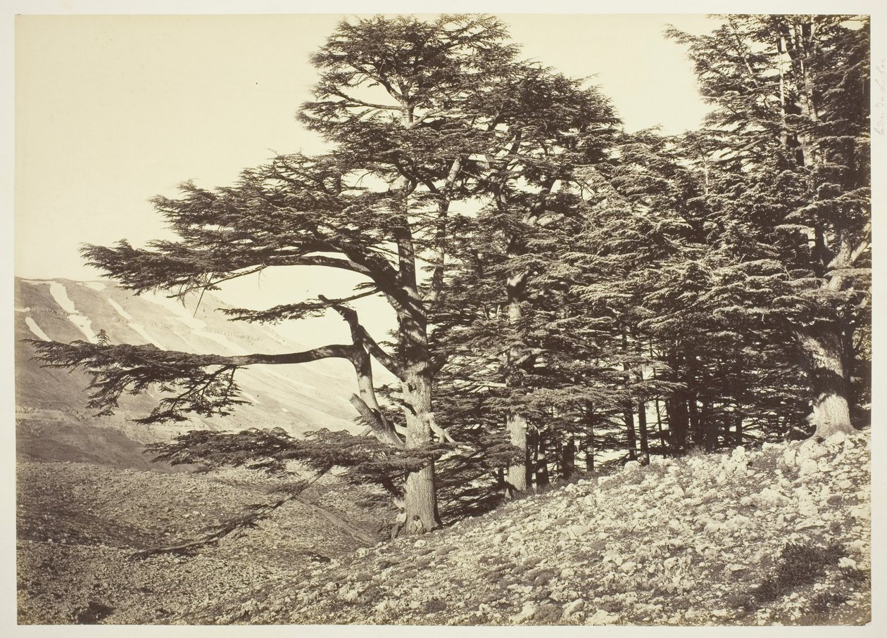 Cedros del Líbano de Félix Bonfils
