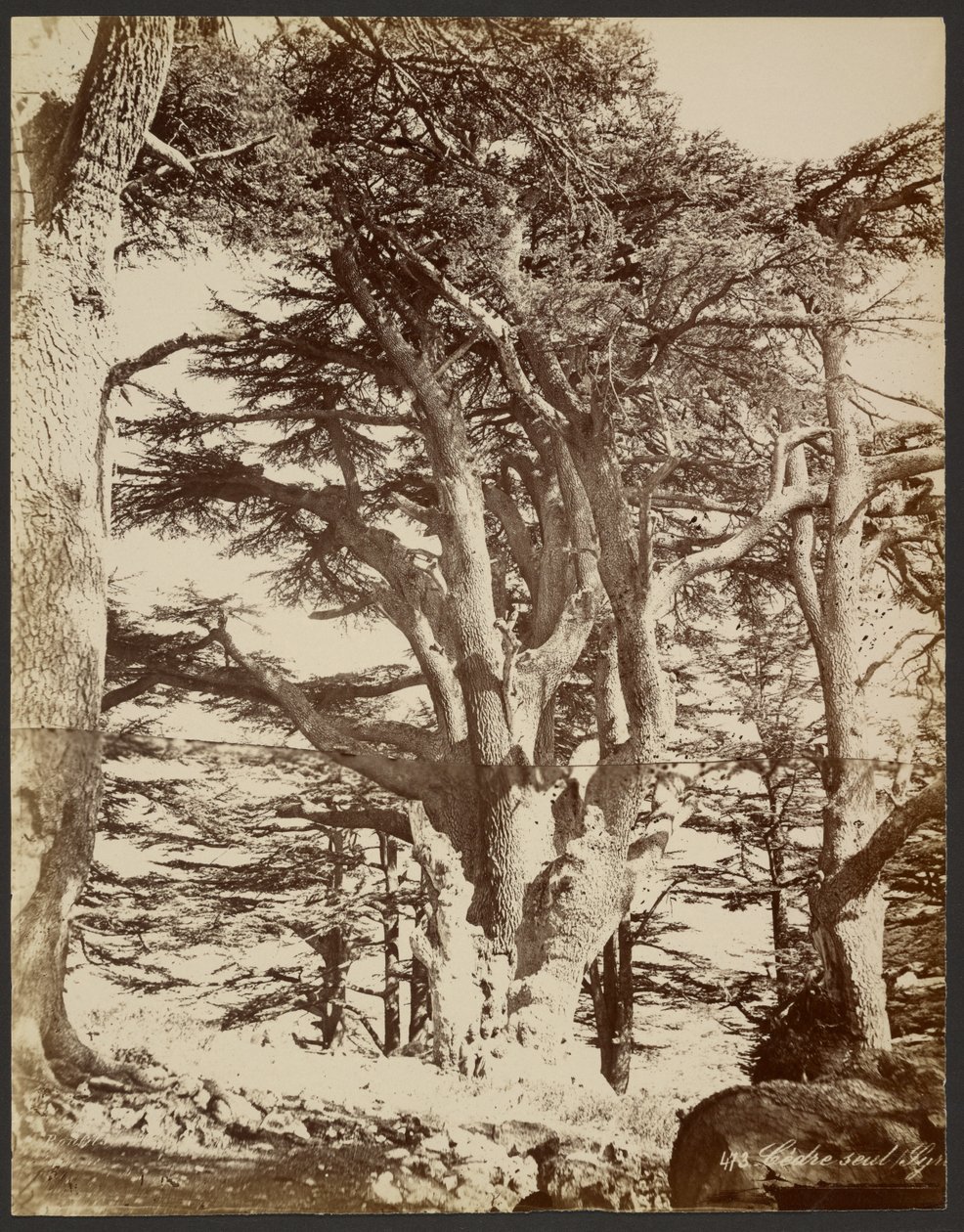 Cedro solitario, Tiro de Félix Bonfils