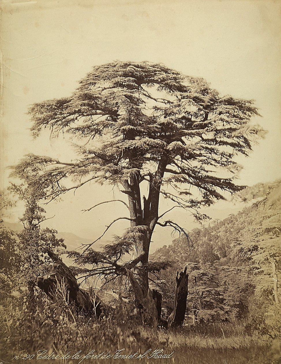Gran cedro en el bosque de Teniet el Haad, Líbano de Félix Bonfils