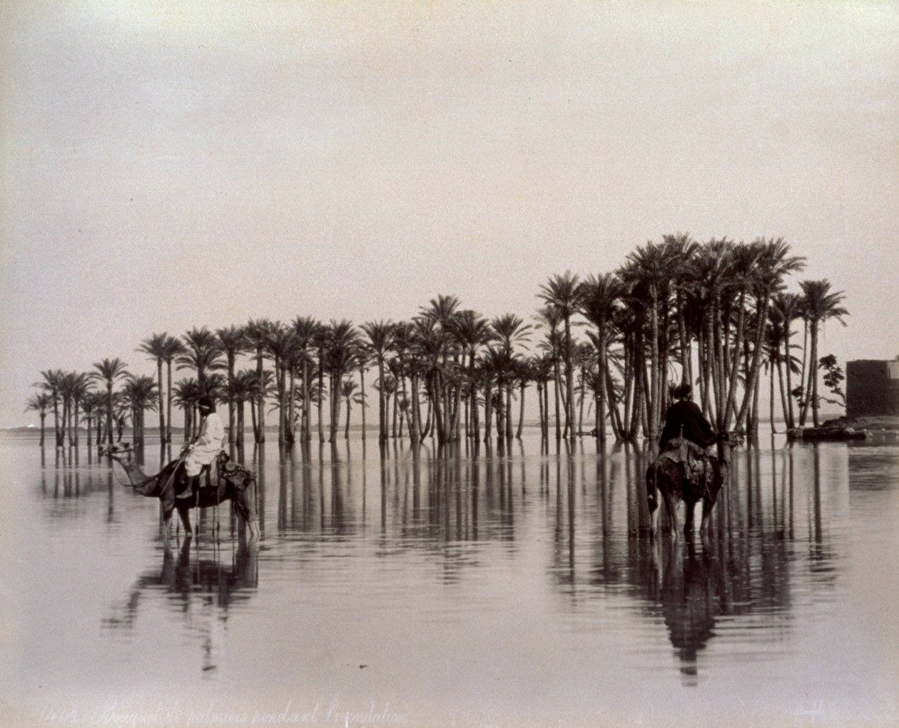 Hombres en camellos cruzando una zona desértica egipcia inundada por el Nilo, Egipto de Félix Bonfils