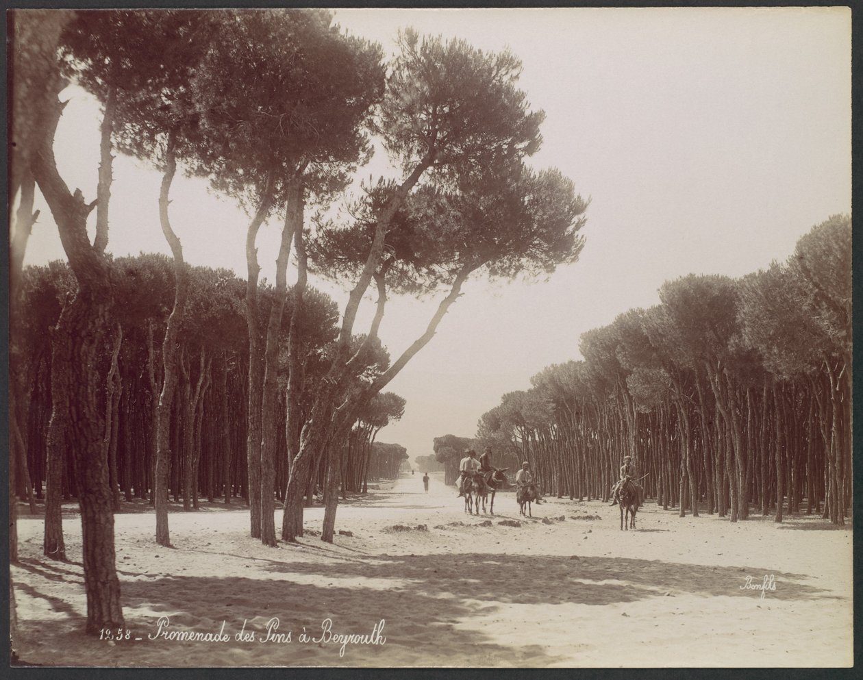 Paseo de los Pinos en Beirut de Félix Bonfils