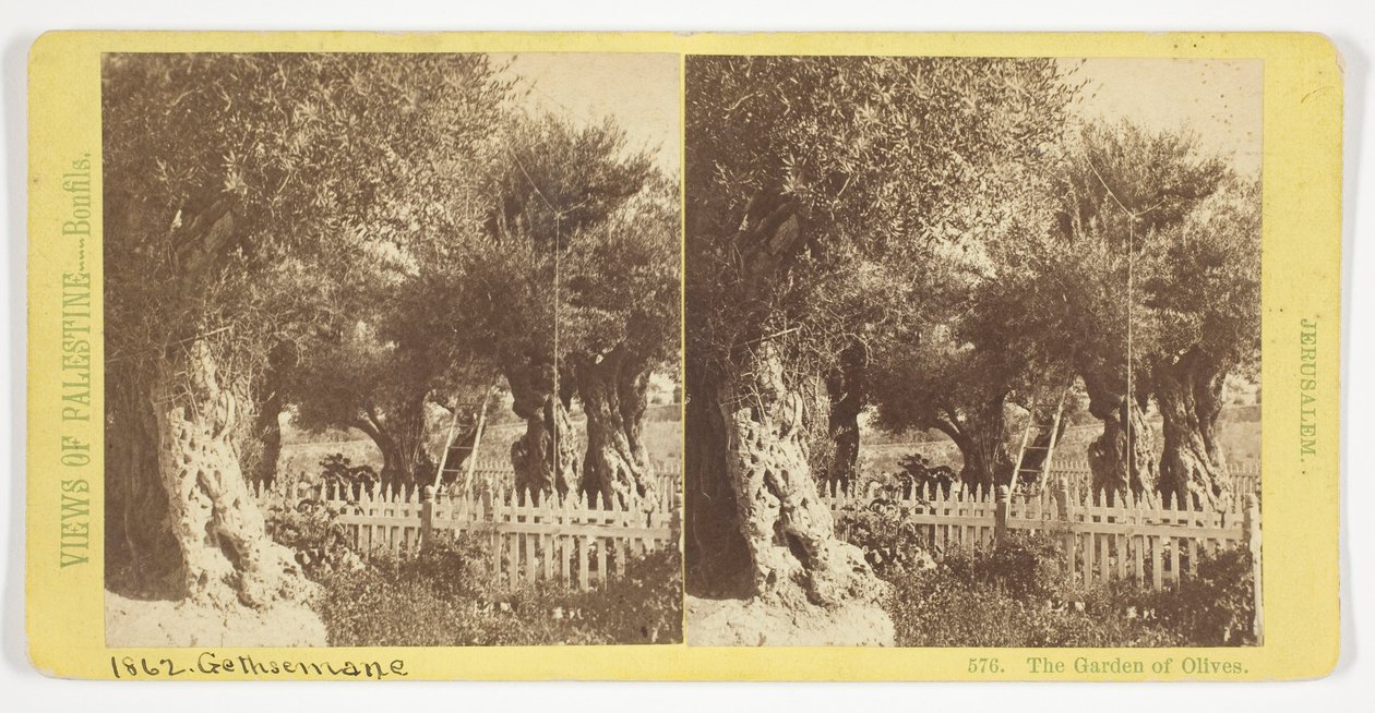 Der Garten der Oliven, Jerusalem, Nr. 576 aus der Serie "Ansichten von Palästina" de Félix Bonfils