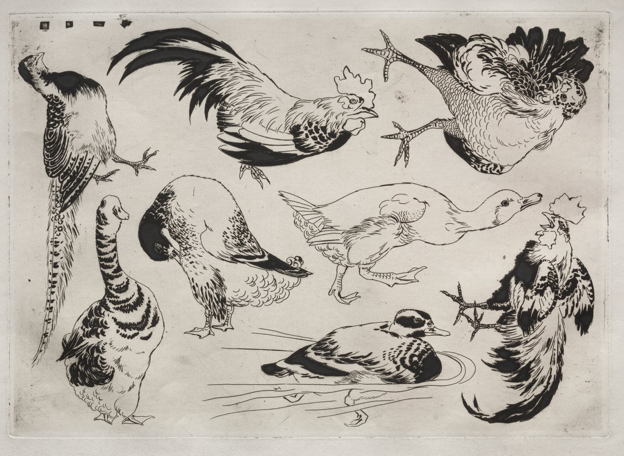 Servicio de Cena (servicio Rousseau): Gallos, patos, etc. (n.º 13) de Felix Bracquemond