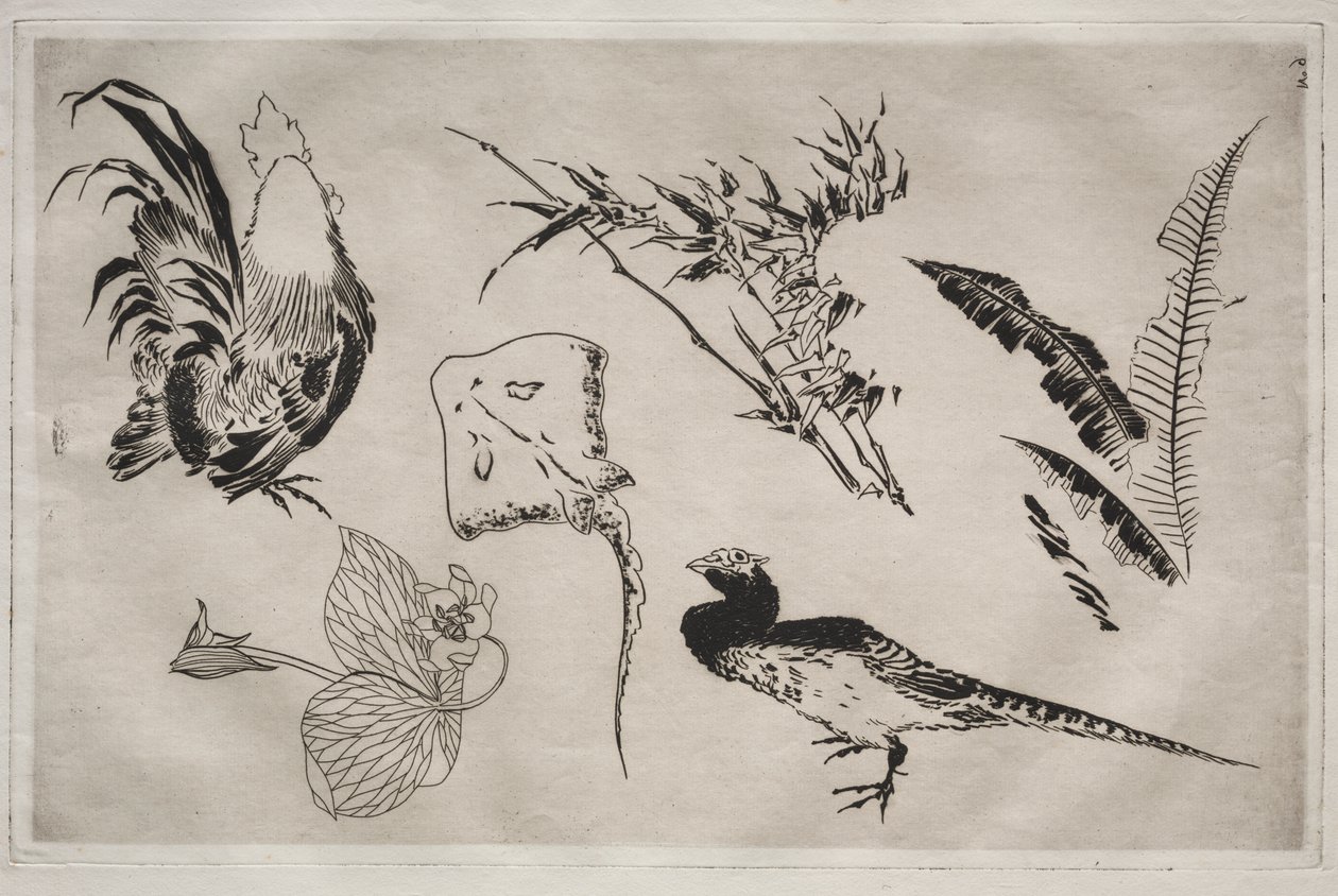 Servicio de Cena (servicio Rousseau): Gallos, raya, plantas, etc. (n.º 9) de Felix Bracquemond