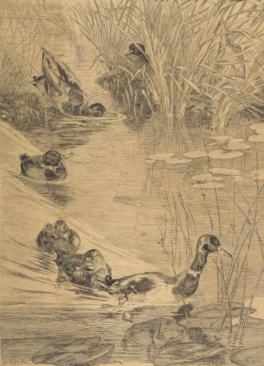 Ébats de canards de Felix Bracquemond