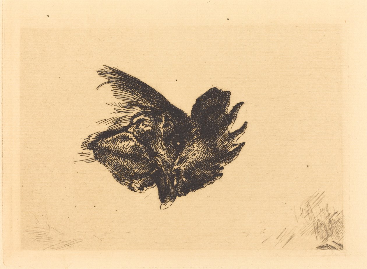 Cabeza de un gallo de Felix Bracquemond