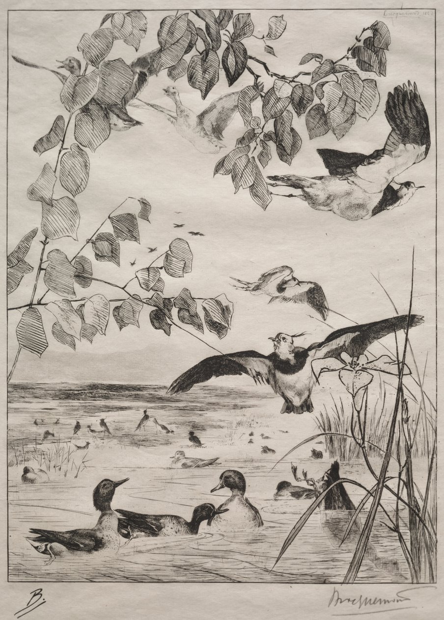 Avefrías y cercetas de Felix Bracquemond