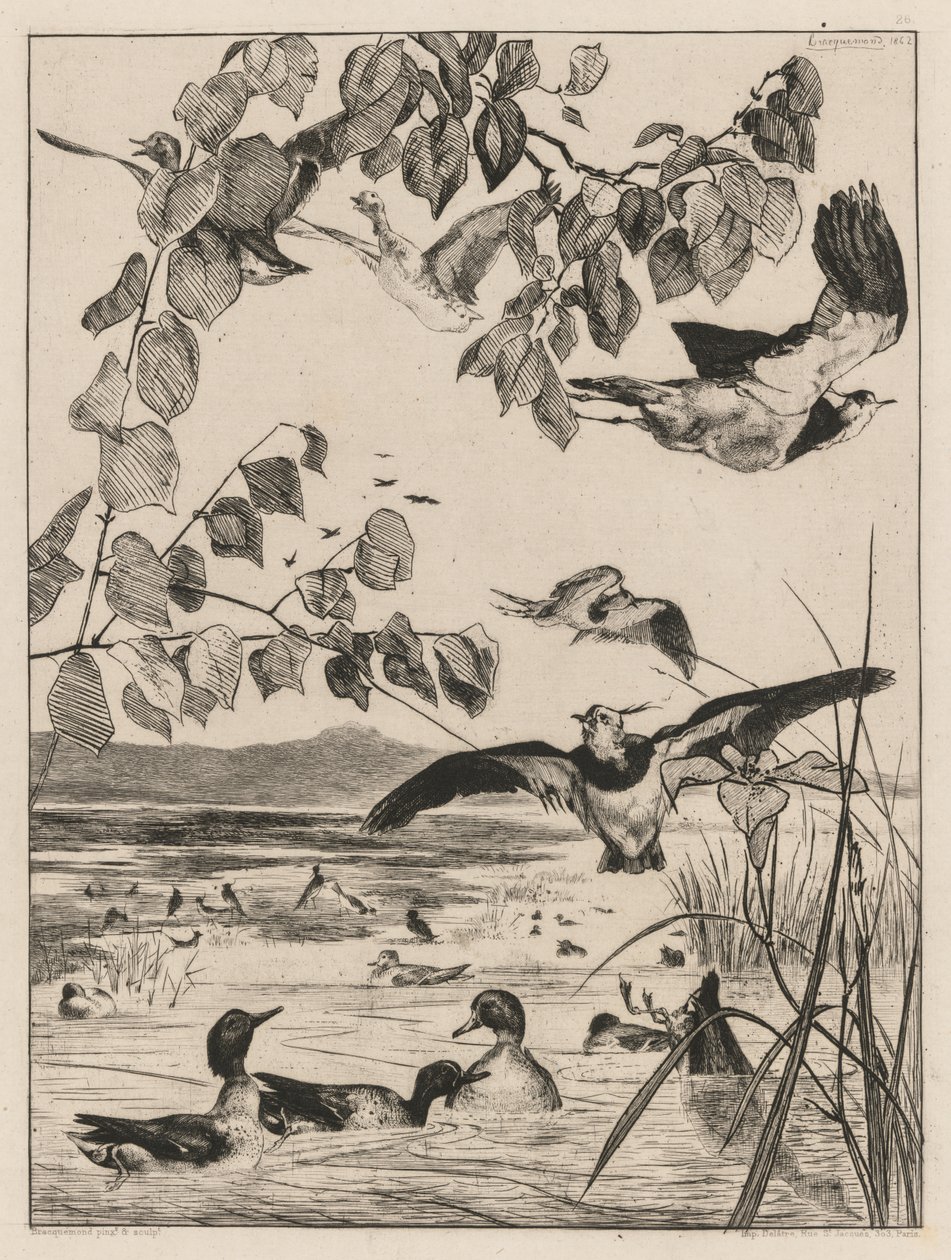 Avefrías y cercetas de Felix Bracquemond