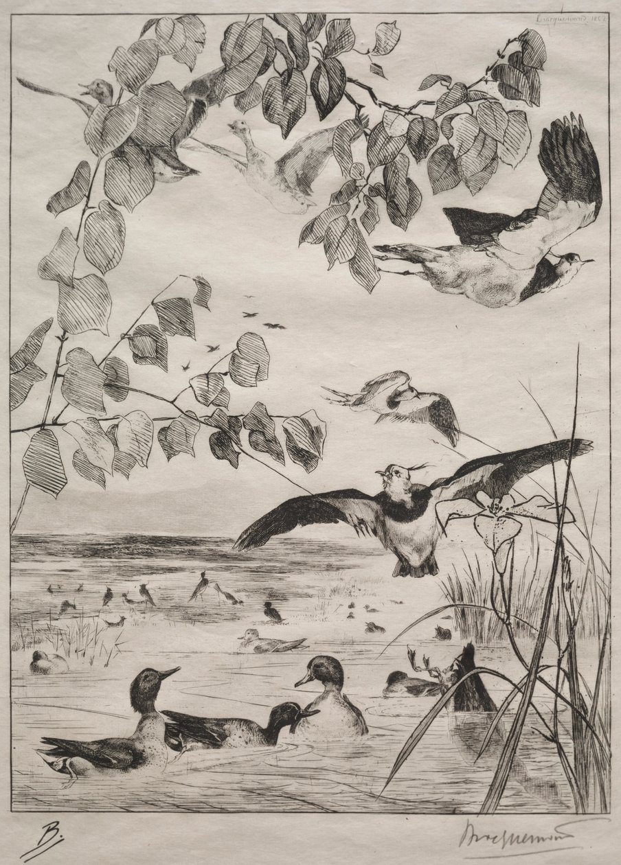 Avefrías y Cercetas de Felix Bracquemond