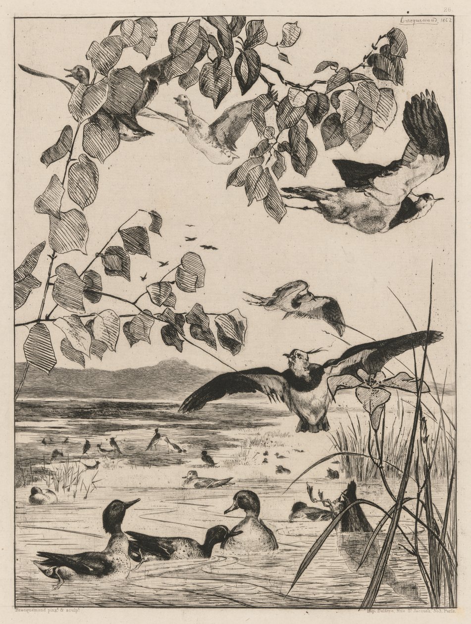 Avefrías y cercetas, 1862 de Felix Bracquemond