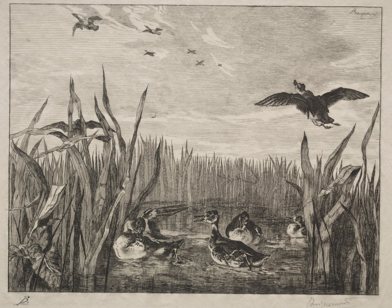 Cerceta, 1853 de Felix Bracquemond