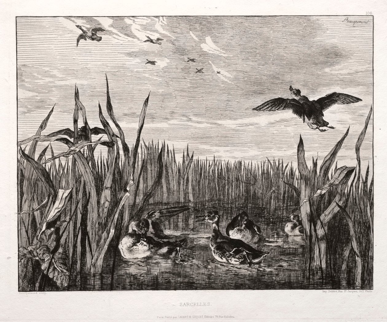 Cercetas, 1853 impreso 1864 de Felix Bracquemond