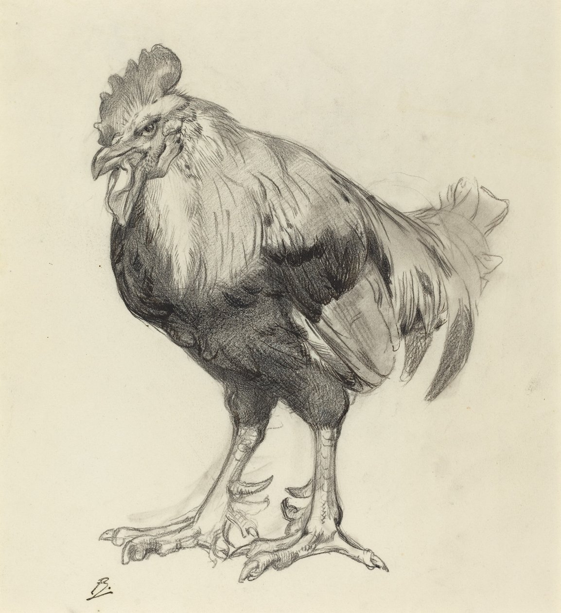 El viejo gallo de Felix Bracquemond