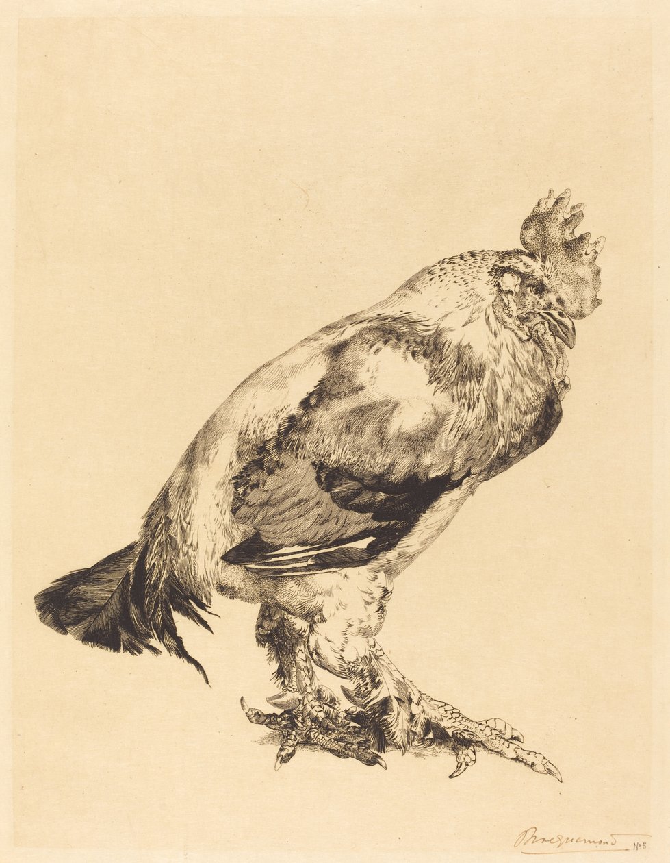 El Viejo Gallo de Felix Bracquemond