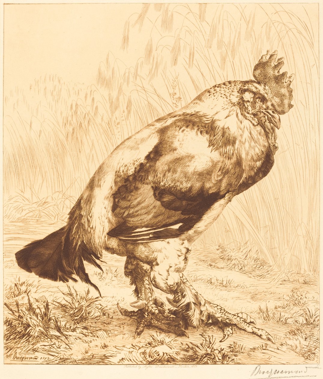 El viejo gallo de Felix Bracquemond