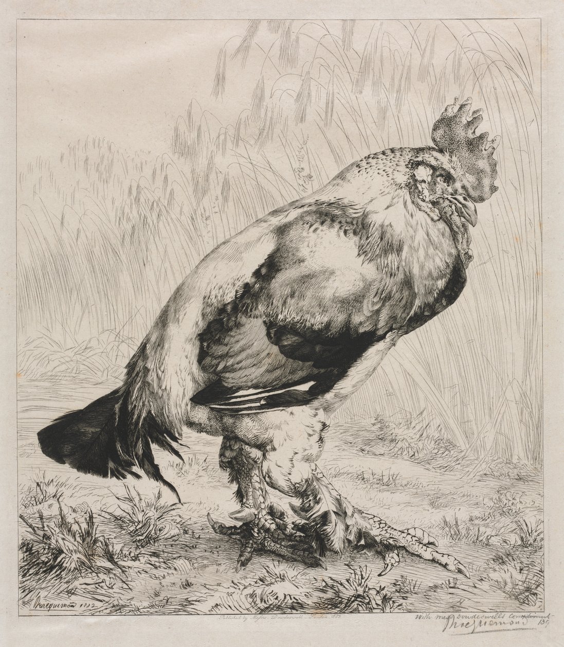 El viejo gallo de Felix Bracquemond