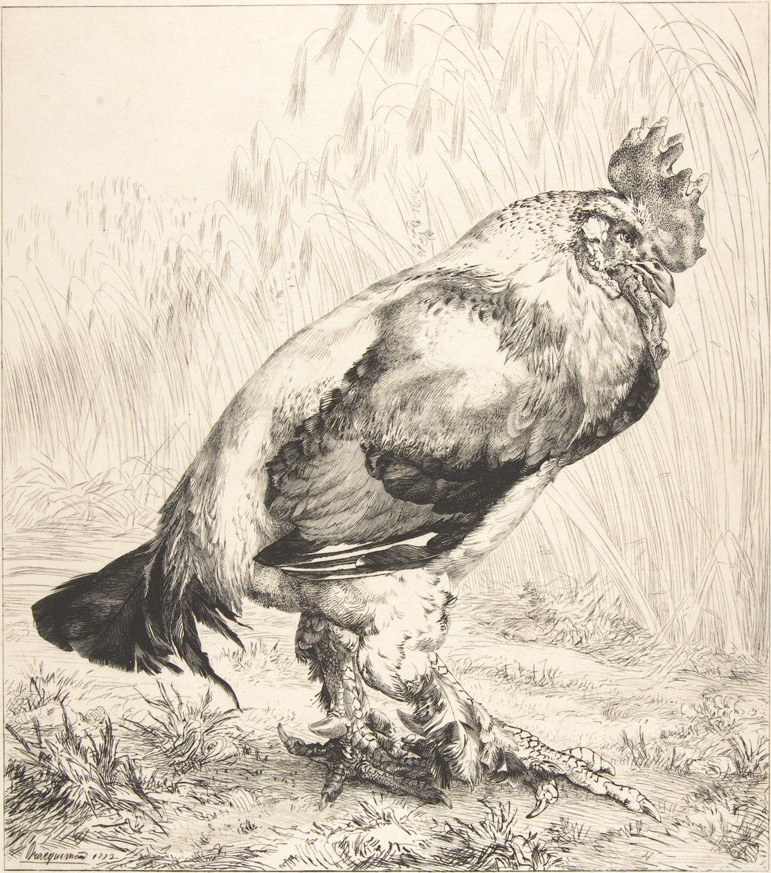 El Viejo Gallo, 1882 de Felix Bracquemond