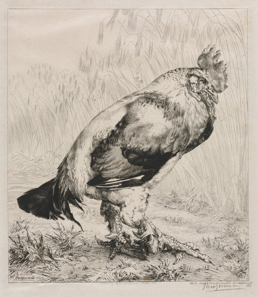 El viejo gallo, 1882 de Felix Bracquemond
