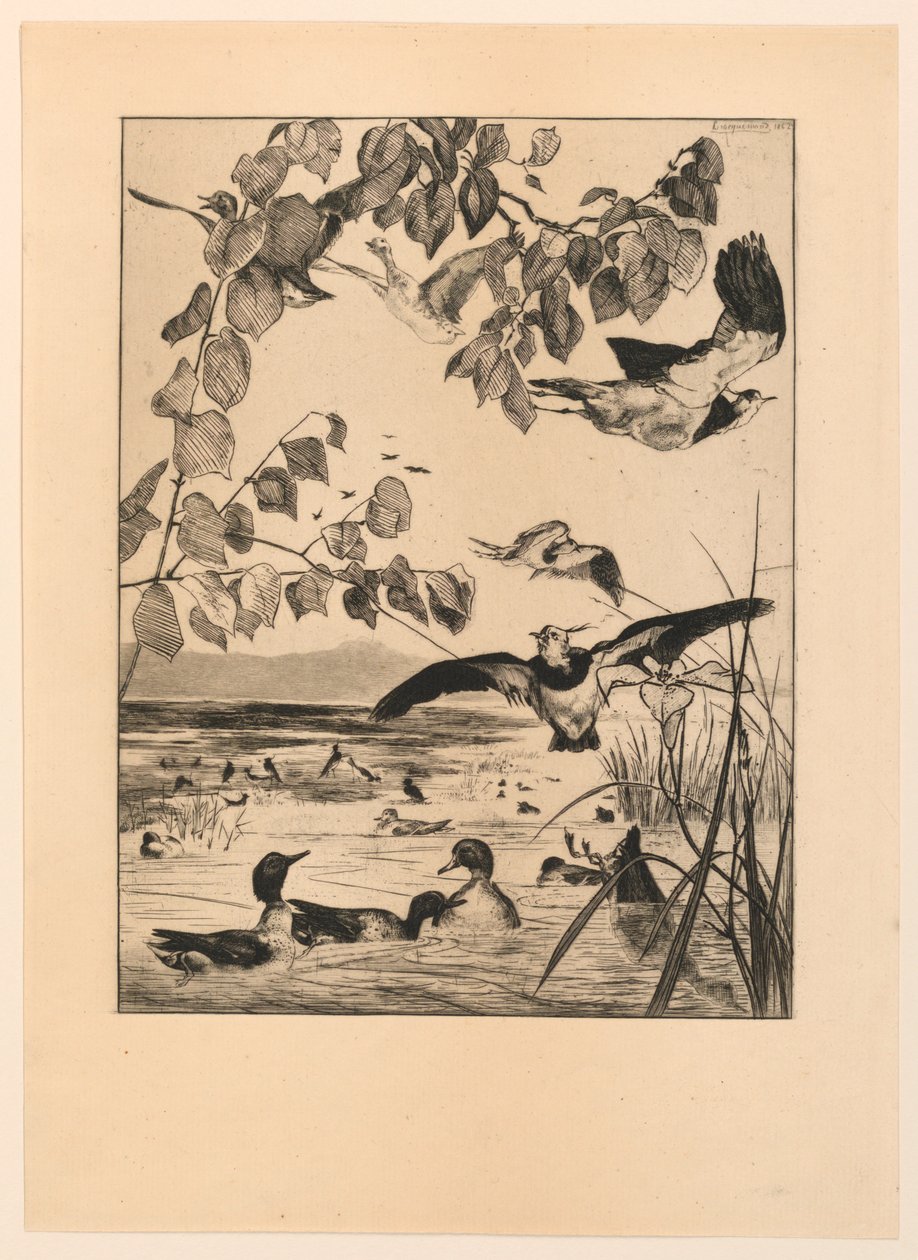 Vanneaux et Sarcelles (Avefrías y cercetas) de Felix Bracquemond