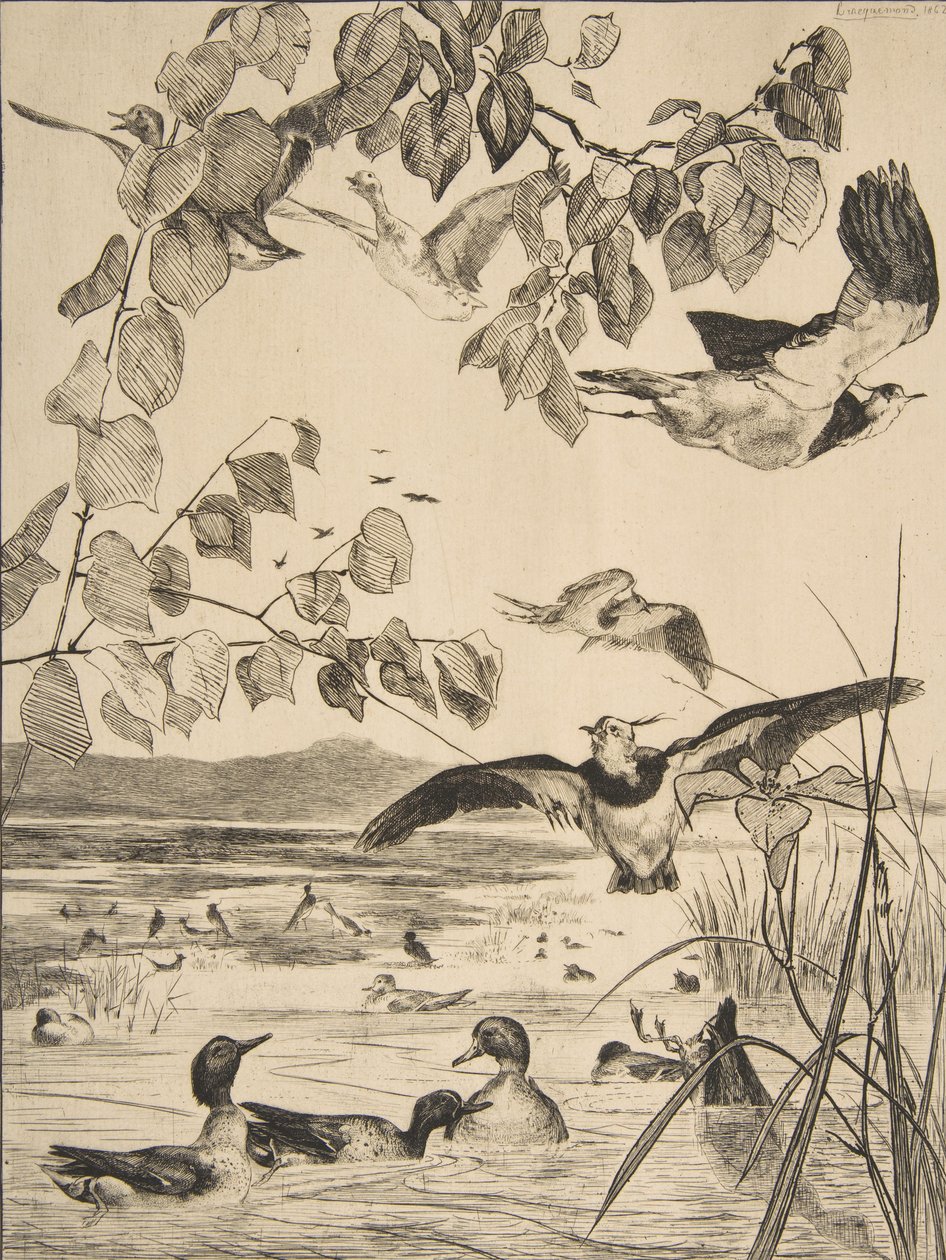 Avefrías y Cercetas, 1862 de Felix Bracquemond