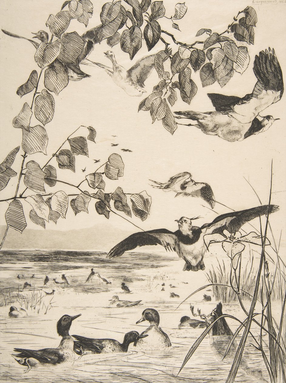 Vanneaux et Sarcelles, 1862 de Felix Bracquemond